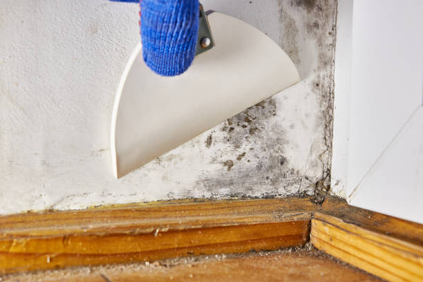 Best Commercial Mold Inspection  in Ridgefield Park, NJ